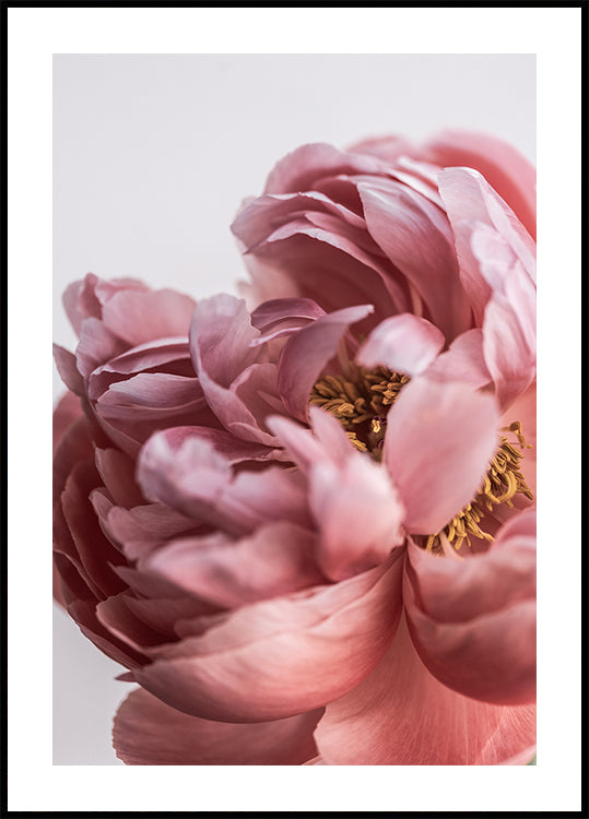 Pivoine