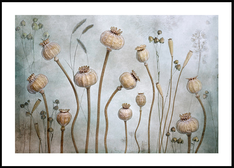 Coquelicots
