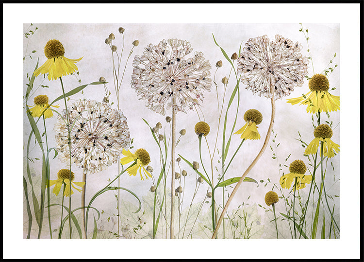 Alliums et héléniums Poster