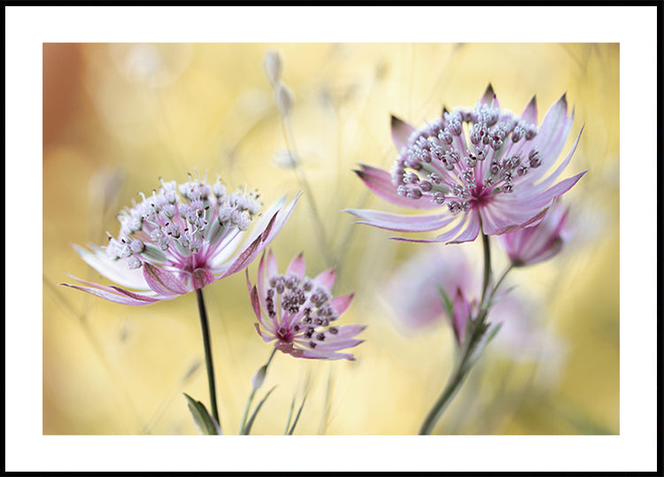 Astrantia majeure Poster