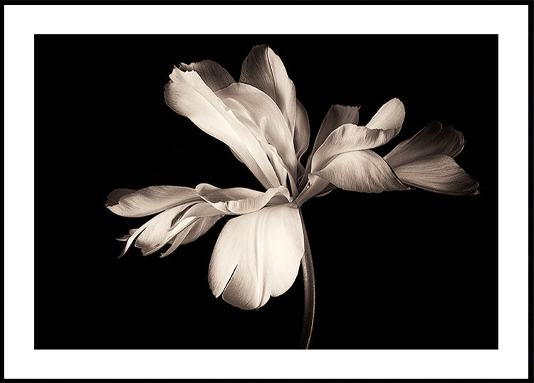 Tulipe Empereur Exotique Poster