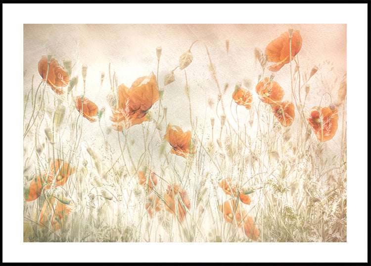 Coquelicots dans le champ