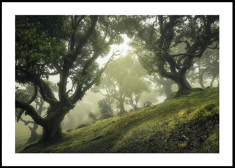 Forêt enchantée Poster