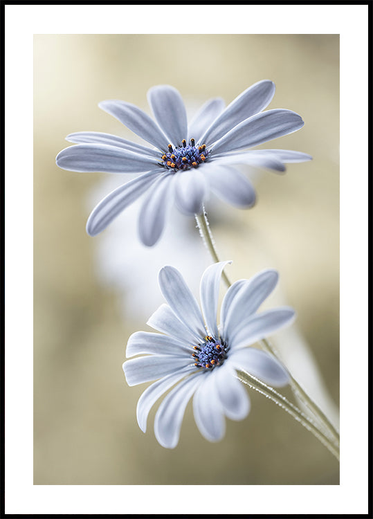 Marguerites du Cap Poster