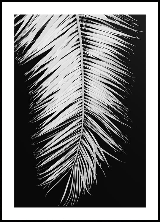 Feuille de palmier n°4 Poster
