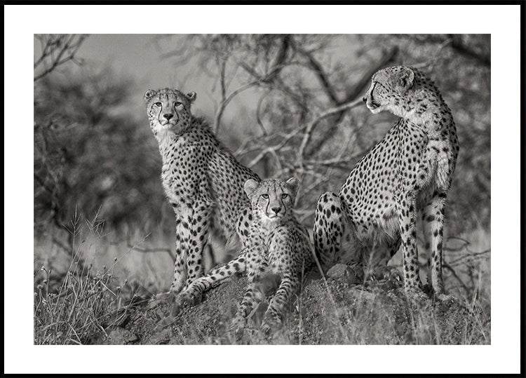 Trois chats Poster