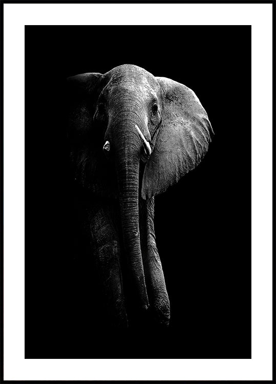 Éléphant!