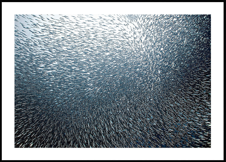 Feu d'artifice de sardines