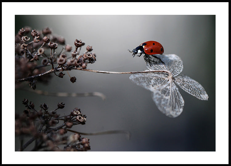 Coccinelle sur hortensia.