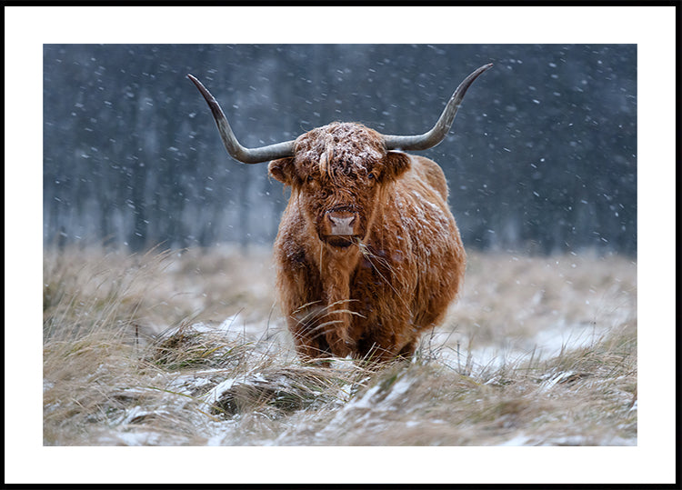 Vache des Highlands enneigée