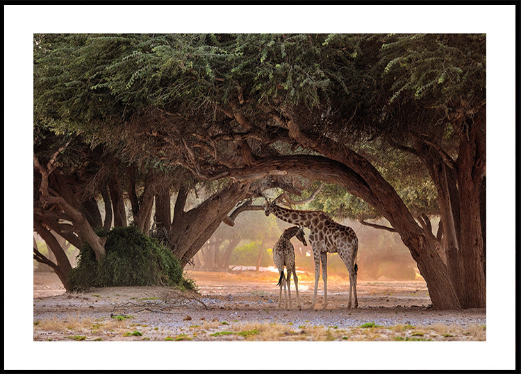 Girafe - Namibie