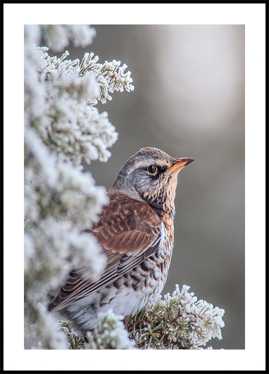 Fieldfare dans un décor hivernal Poster