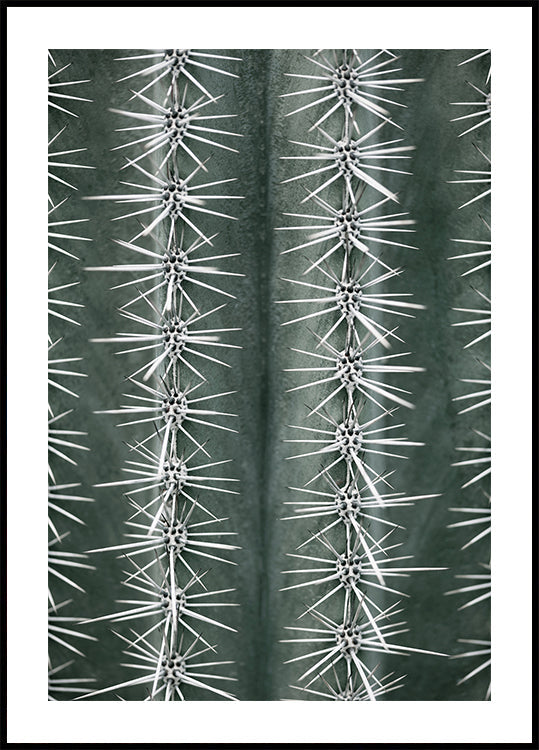 Cactus vert Poster