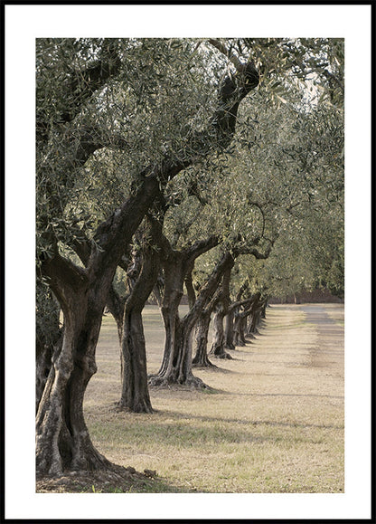 Affiche du Sentier dans le jardin des oliviers 