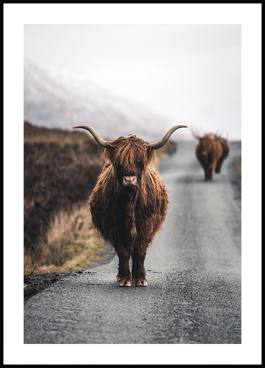 Vache Poster