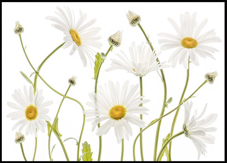 Marguerites oeil de bœuf Poster