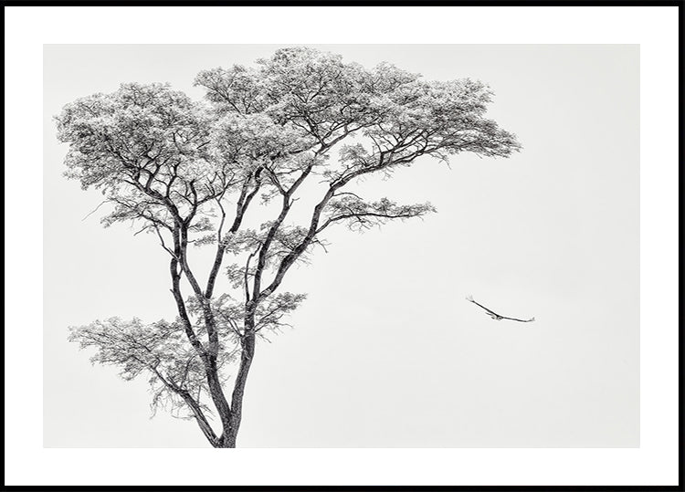 l'aigle africain Poster