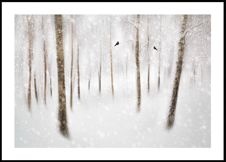 Winter Birches Plakat
