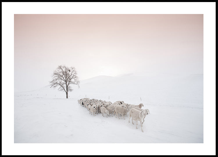 Troupeau à la recherche de nourriture Poster