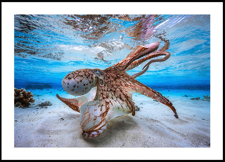 Poulpe dansant Poster