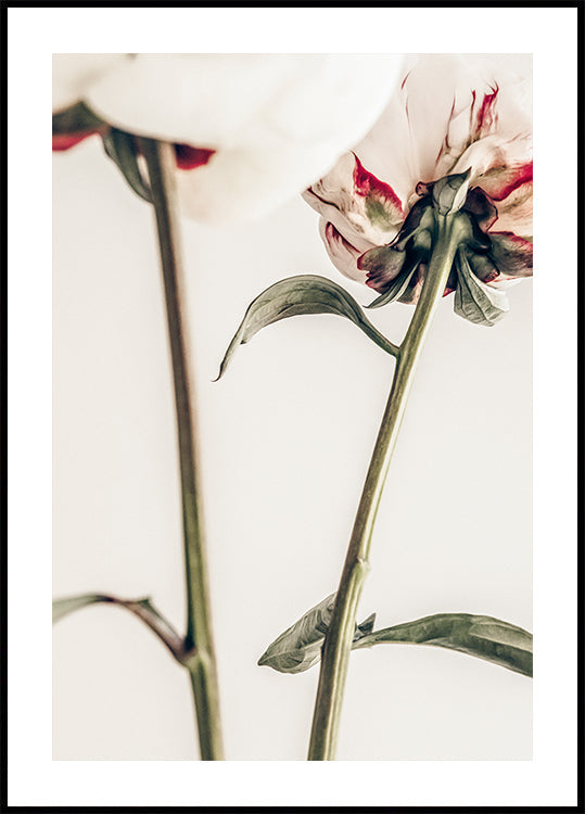 Pivoine 01