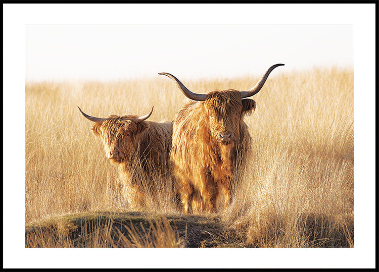 Jeunes et vieux Highlander Poster