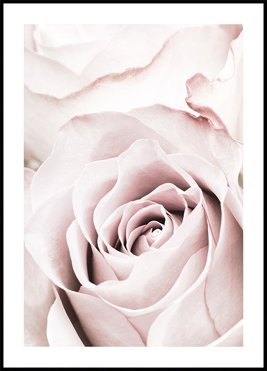 Rose Rose No 05 Poster