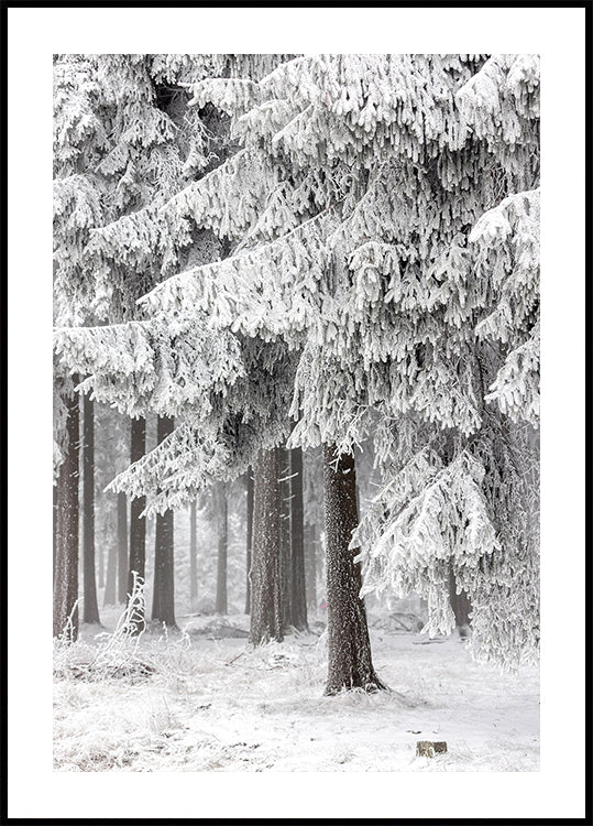 Forêt d'hiver 2