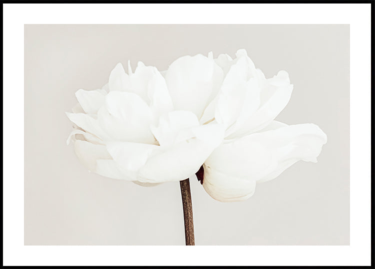 Pivoine n°11 Poster