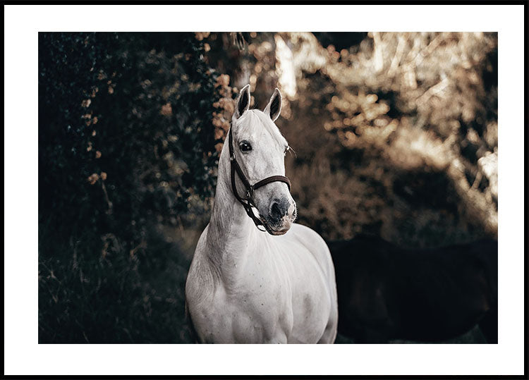 White Horse Plakat - Posterbox.dk