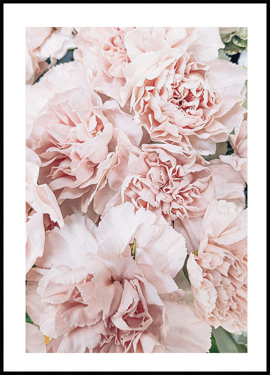 Affiche de fleurs de pivoine rose 