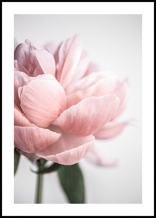Pivoine 3