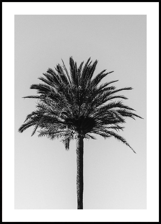 Palme_003