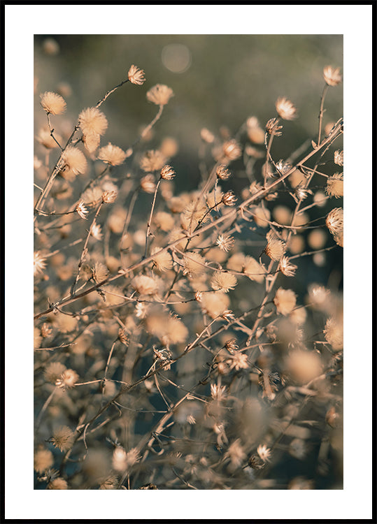 Fleurs de plage_003 Poster