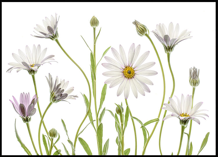 Marguerites du Cap Poster