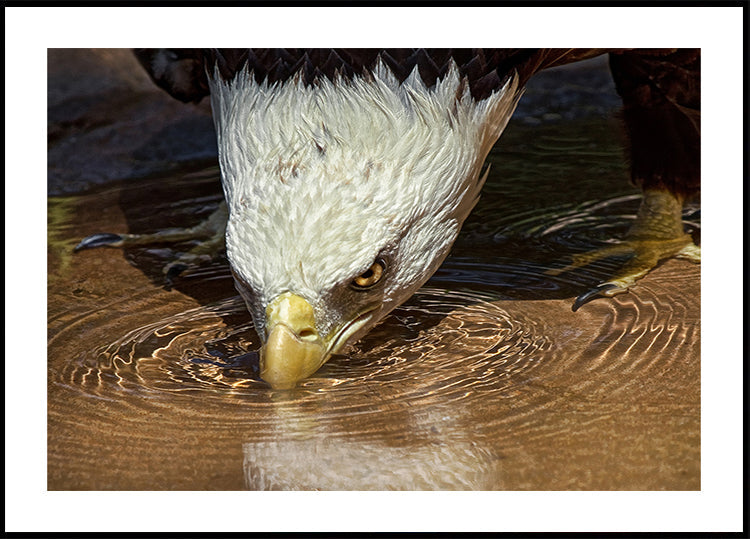 Boisson fraîche par une journée chaude Poster