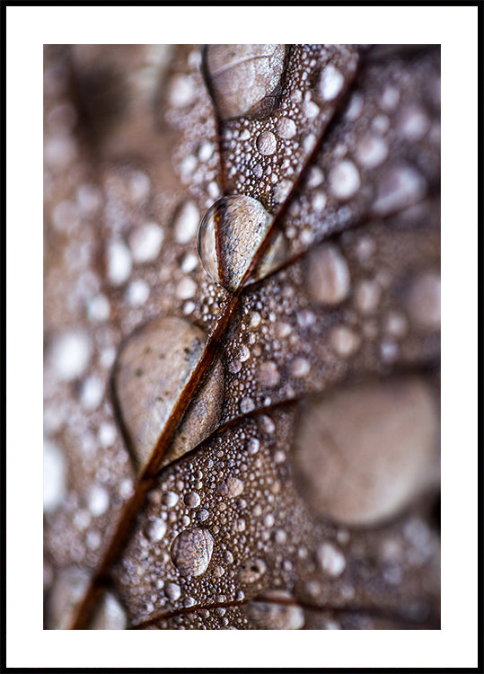 Pluie d'automne