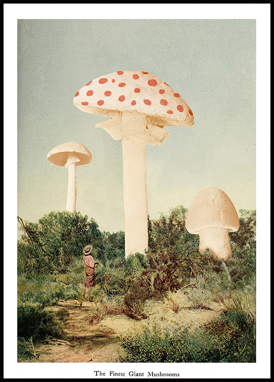 Le meilleur champignon géant Poster