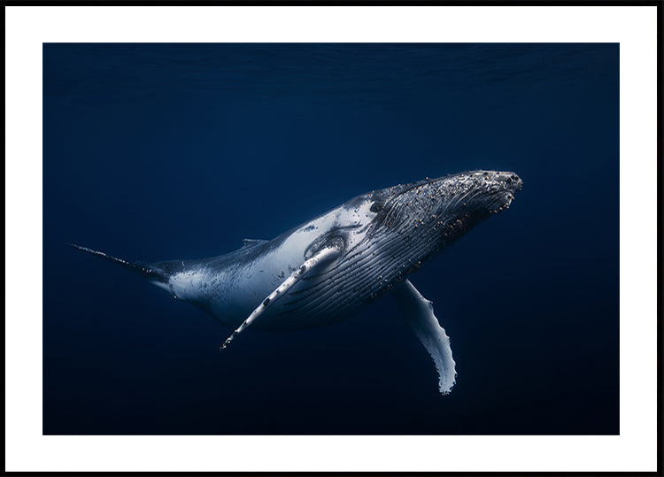 Baleine à bosse en bleu Poster