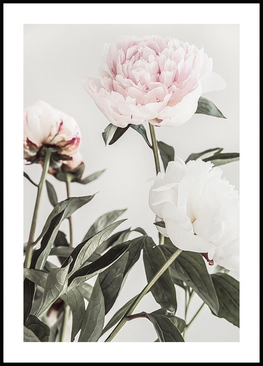Pivoine 04