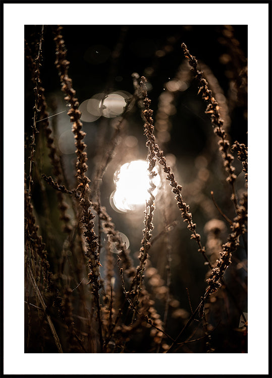 Lumières d'automne 2
