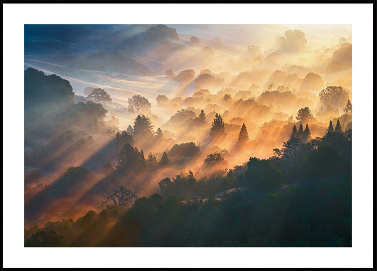 Lumière du matin Poster