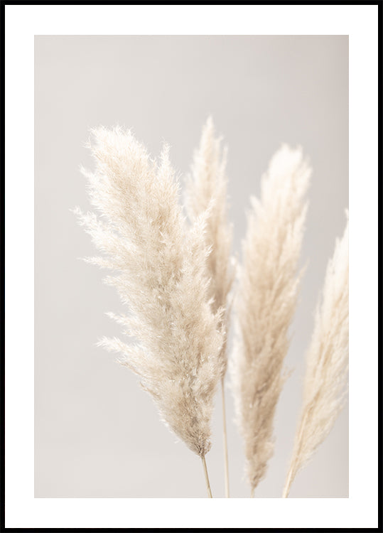 Herbe de la Pampa Gris 02