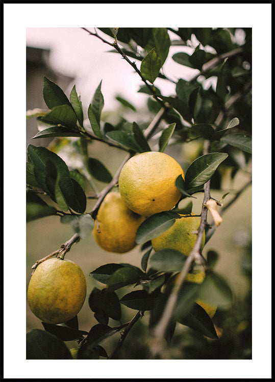 Affiche de l'arbre aux citrons 