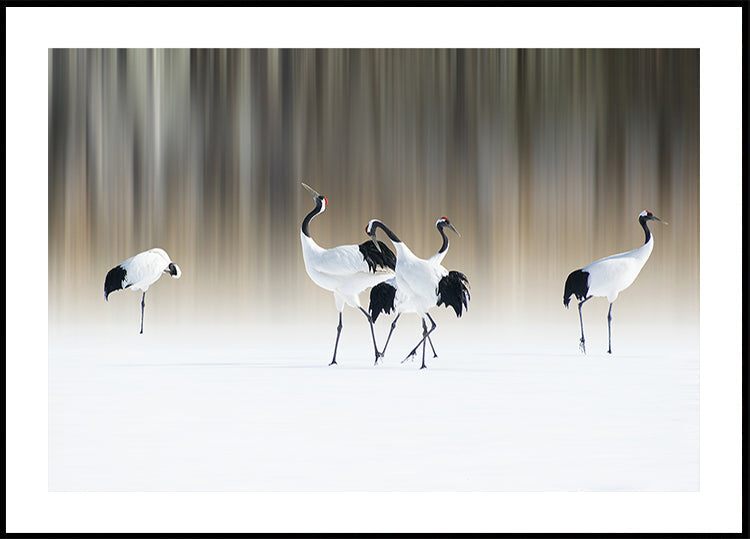 Poster Grues blanches à crête rouge