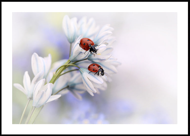 Coccinelles