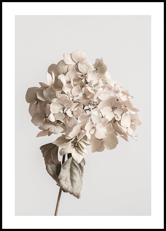 Fleur séchée beige Poster