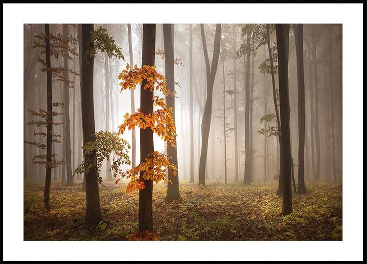 Dans la lumière de novembre