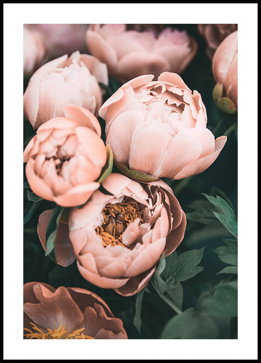 Pivoines de corail