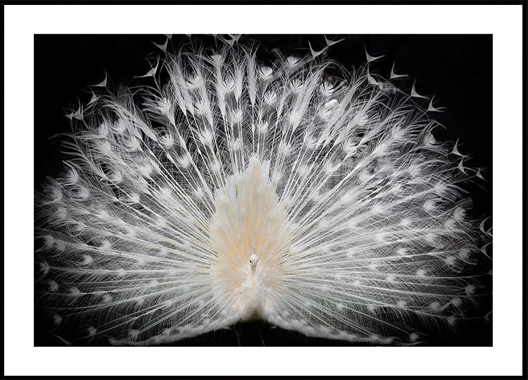 noir et blanc, Poster
